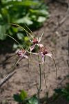 Caladenia lorea x longicauda