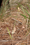 Caladenia rhomboidiformis