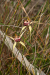 Caladenia applanata subsp. applanata