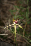 Caladenia viridescens