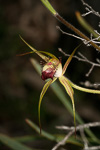 Caladenia viridescens