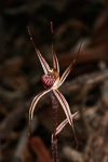Caladenia sigmoidea