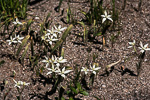 Caladenia marginata