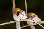 Caladenia pendens subsp. pendens