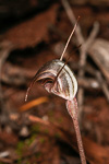 Pterostylis allantoidea