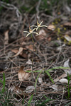Caladenia luteola