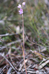 Thelymitra macrophylla