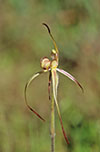 Caladenia arenaria x Caladenia reticulata