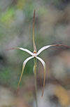 Caladenia capillata