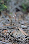 Caladenia capillata