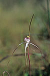 Caladenia arenaria