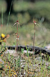 Caladenia reticulata