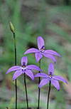 Glossodia major