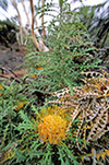Dryandra nobilis