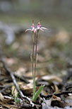 Caladenia hirta subsp. rosea