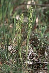 Prasophyllum gracile