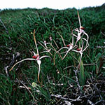Caladenia nivalis
