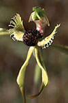 Caladenia crebra