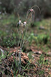 Caladenia longicauda subsp. longicauda