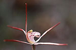 Caladenia sp.