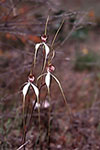Caladenia longicauda subsp. longicauda