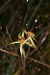 Caladenia caesarea subsp. caesarea