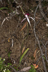Caladenia gardneri