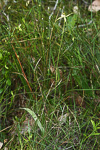 Caladenia busseliana