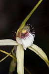 Caladenia pholcoidea subsp. pholcoidea