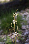 Caladenia pholcoidea subsp. pholcoidea