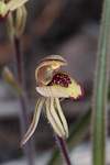 Caladenia pachychila