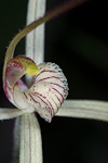 Caladenia remota subsp. Remota