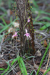 Caladenia reptans subsp. reptans