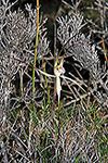Caladenia fuscolutescens