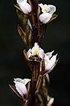 Prasophyllum hians