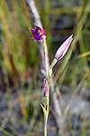 Thelymitra variegata