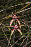 Caladenia arenicola