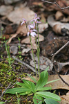 Caladenia nana subsp. unita