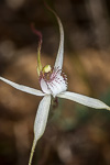 Caladenia longicauda sp. 'Manjimup'