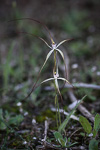 Caladenia exilis subsp. exilis