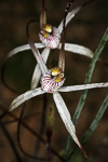 Caladenia sp. Wheatbelt