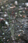 Caladenia dundasiae