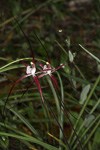 Caladenia pendens subsp. talbotii