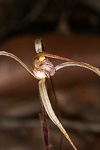 Caladenia validinervia