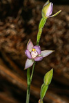 Thelymitra pauciflora