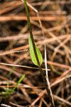 Eriochilus dilatatus subsp multiflorus