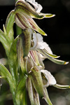 Prasophyllum aff. parvifolium
