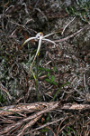 Caladenia meridionalis