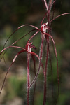 Caladenia filifera