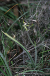 Caladenia uliginosa subsp. candicans